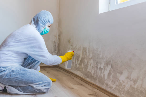Attic Mold Removal in Brookhaven, PA