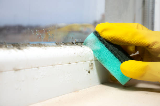 Best Attic Mold Removal  in Brookhaven, PA