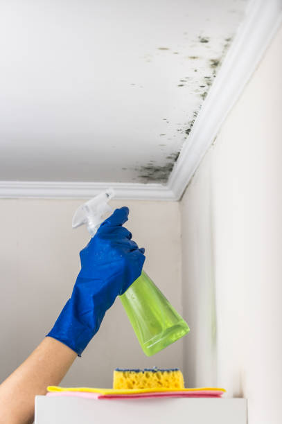 Best Residential Mold Removal  in Brookhaven, PA
